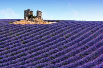 Panoramic view of lavender fields in Provence, France - 63219702