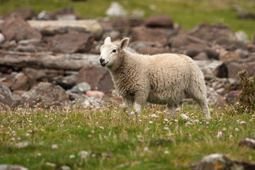 Shetland Sheep - 63219934