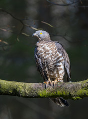 Accipiter nisus, Sparrowhawk