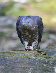 Accipiter nisus, Sparrowhawk
