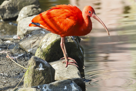 Rode Ibis