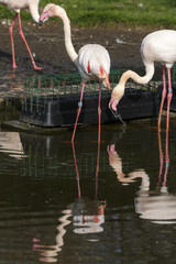 Flamingo's