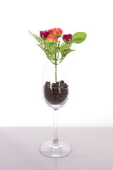 isolated bouquet of fake flower in wine glass with coffee beans