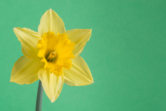 Daffodil flower or narcissus