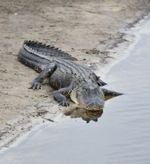 American Alligator