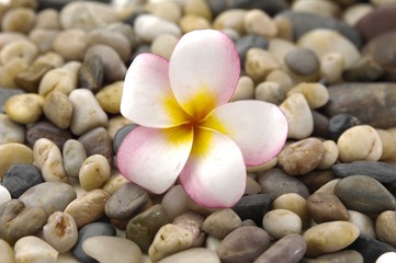 Fototapeta na wymiar Macro of frangipani and colorful pebbles