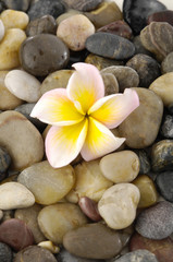 Fototapeta na wymiar Yellow and white frangipanion pile of colorful background