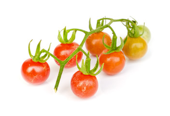 tomato vegetable .