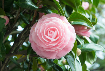 flower of the double-flowered camellia