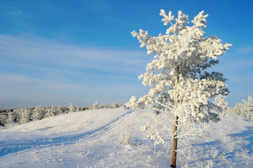 Lonely pine snow covered