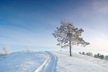 Winter landscape with pine