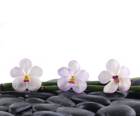 Spa concept-three orchid and bamboo grove