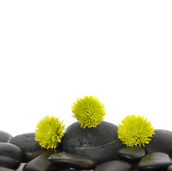 Set of green flower on pebbles