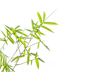 Bamboo leaves on white background