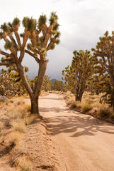 Fototapeta premium Joshua tree forest on stormy day
