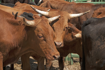 Rodeo stock animals waiting for their turn at  a county rodeo 