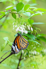 Butterfly feeding on pollen