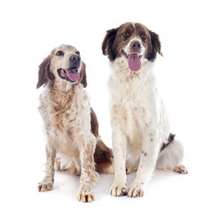 two spaniels