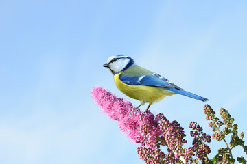 Frühling 302