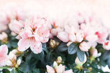 Blossoming cream-white azalea close up