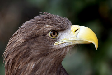 european eagle
