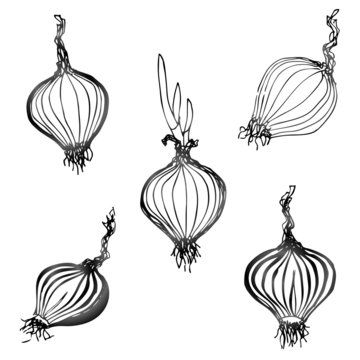 Set of hand drawn onion images. Sketch of shallot bulb