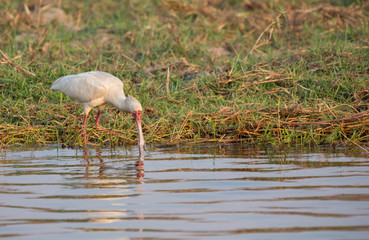 African Spoonbill