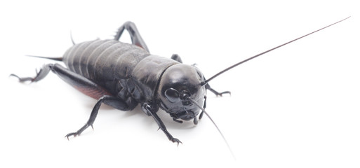 Cricket