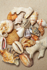 background made ​​of seashells