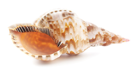 Sea shell