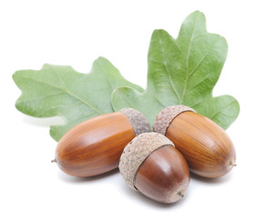 Acorns