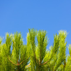 Green Young Pine Brunch