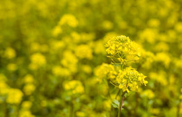 Closeup of blooming Field Mustard