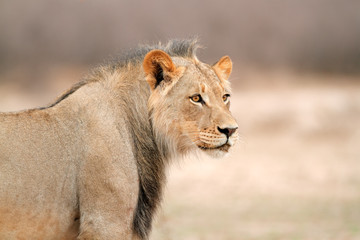 African lion portrait, Kalahari desert