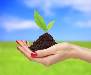 woman's hands are holding green plant over bright nature backgro