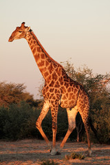 Giraffe bull in late afternoon lightr