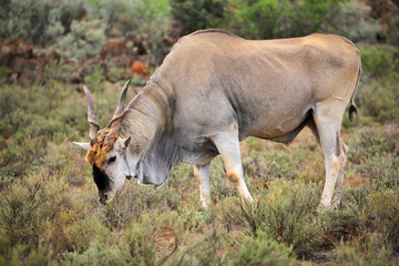 Eland antelope