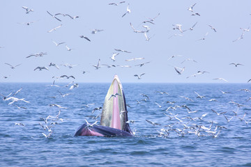 Naklejka premium bryde whale and seagull