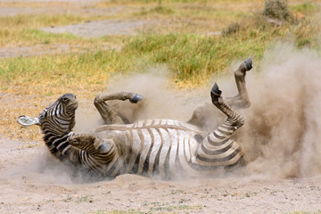 Plakat Plains Zebra in dust, Amboseli National Park