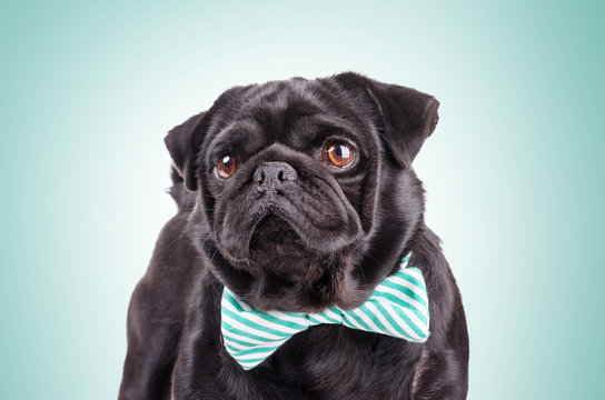 Black Dog With A Tie