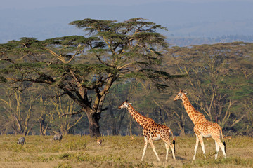 Rothschilds giraffes, Lake Nakuru National Park