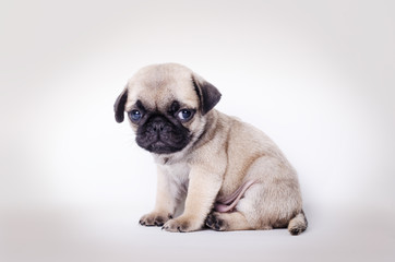 Fawn puppy pug sitting
