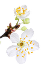 Branch of white spring blossom, isolated on a white background