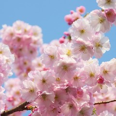 Kirschblüte rosa - cherry blossom 34