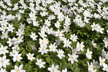 Wild wood anemone in Duivenvoorde in Voorschoten, Netherlands.