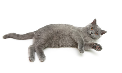 kitten (breed Scottish Straight) isolated on white background