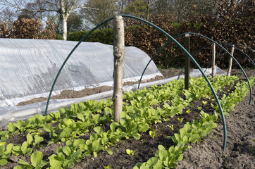 Rows of radishes and lettuce in a breeding tunnel in the organic