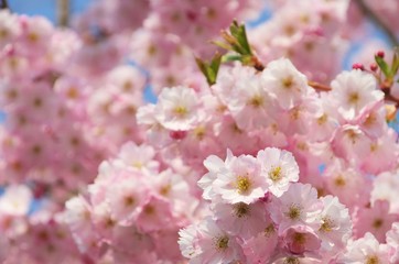 Fototapeta premium Kirschblüte rosa - cherry blossom 51