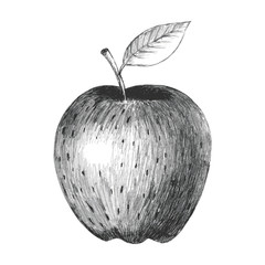 Sketch illustration of an apple