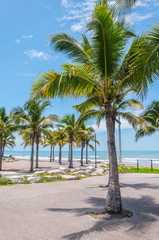 Fototapeta na wymiar Coconut tree on the beach